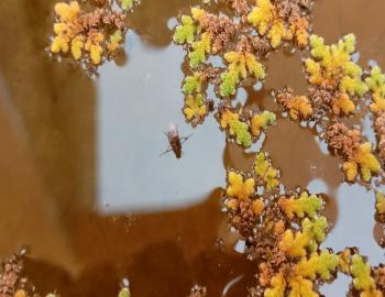 Any open cultivation  of aquatic plants and microorganisms invites insects that feed upon them or use them as breeding sites. Thus it is a challenge to manage them.